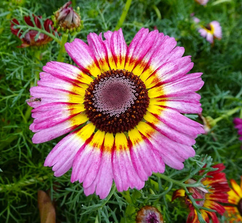 BuggyBeds Painted Daisy seeds cut flowers for fresh arrangements.