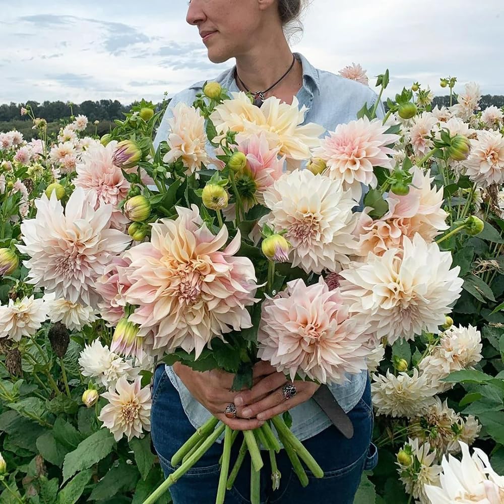 BuggyBeds Dahlias for cut bouquets offer long vase life.