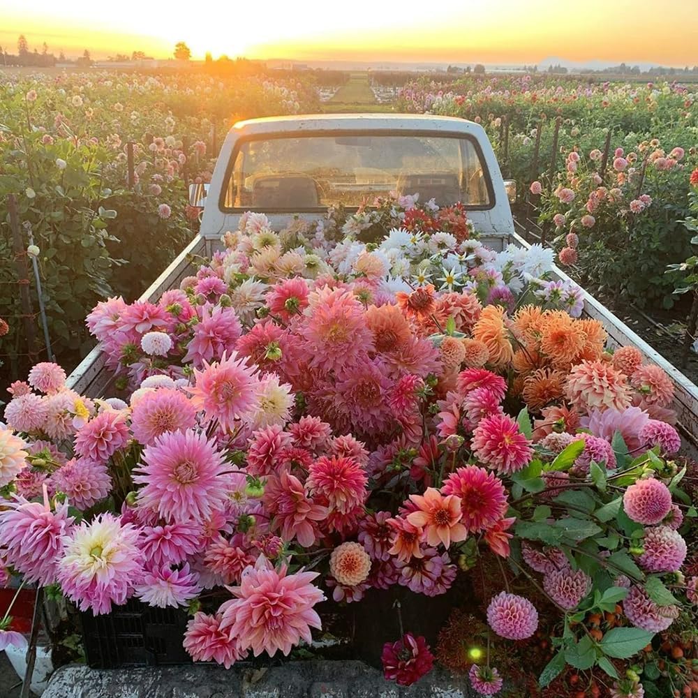 BuggyBeds Dahlia seeds for containers enable easy growth and color.