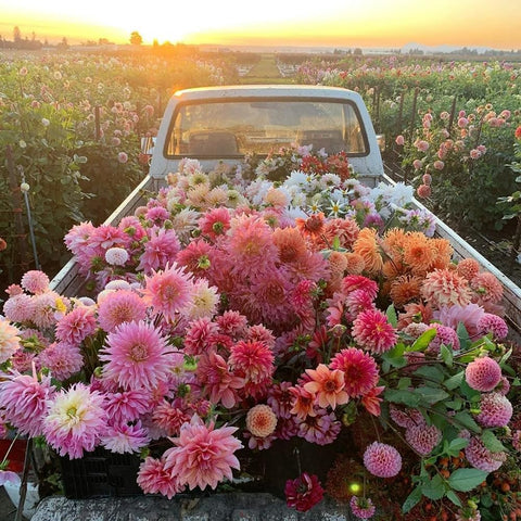 BuggyBeds Dahlia seeds for containers enable easy growth and color.