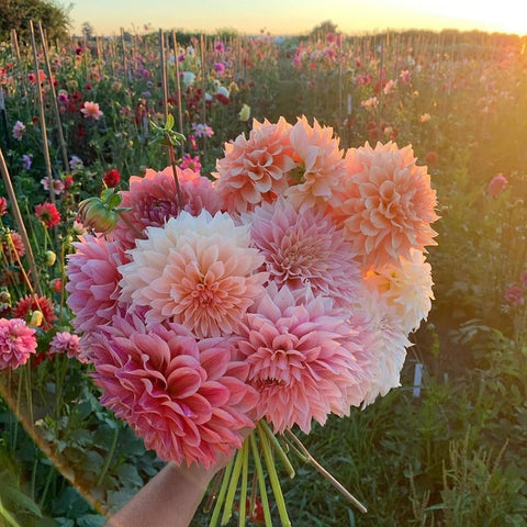 BuggyBeds Dahlias for borders add height and drama.