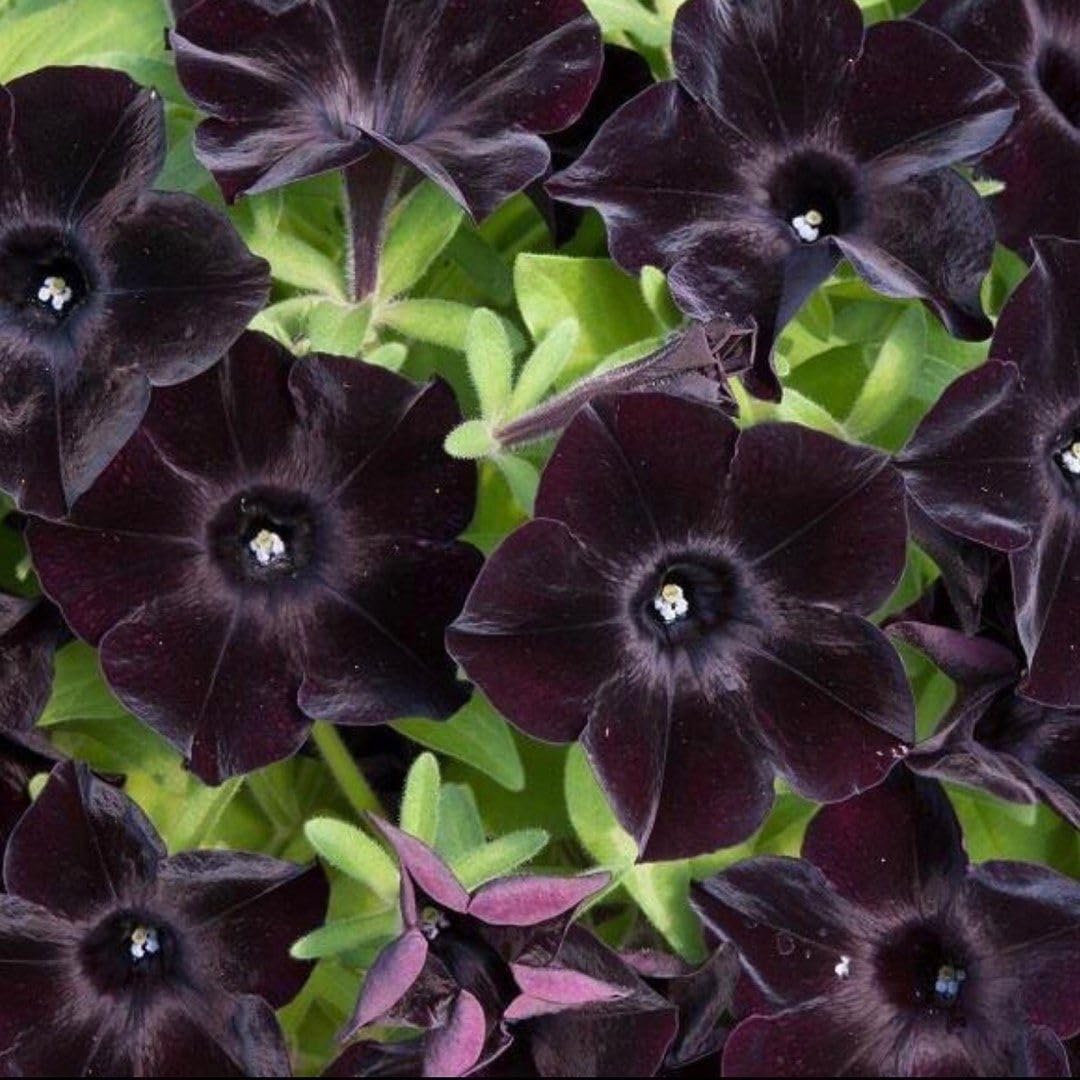 Deep black petunia bloom close-up from BuggyBeds, ideal for dramatic focal points.