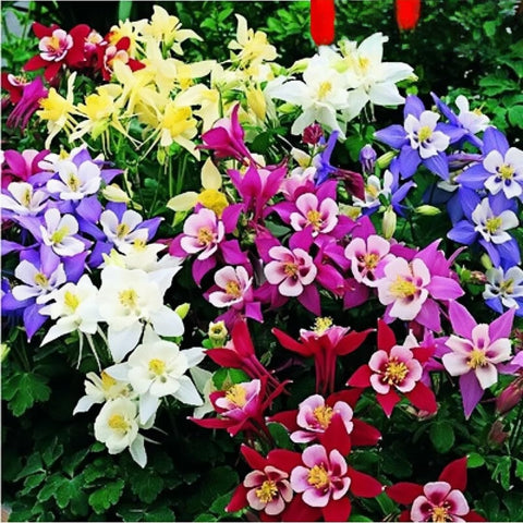 BuggyBeds delicate bell-shaped columbine close-up showcasing intricate blooms.