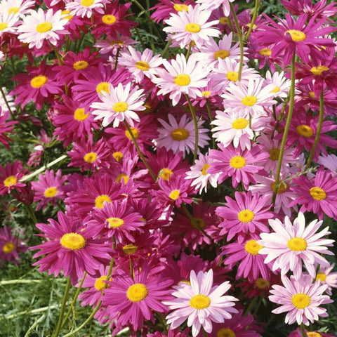 BuggyBeds seeds form dense coverage for garden borders and containers.