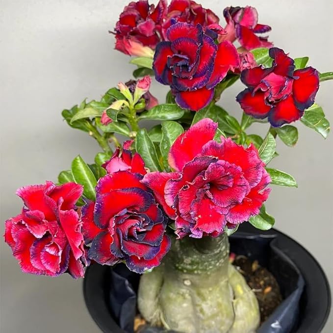 BuggyBeds Desert Rose seeds suit beginner gardeners seeking easy, colorful focal points.