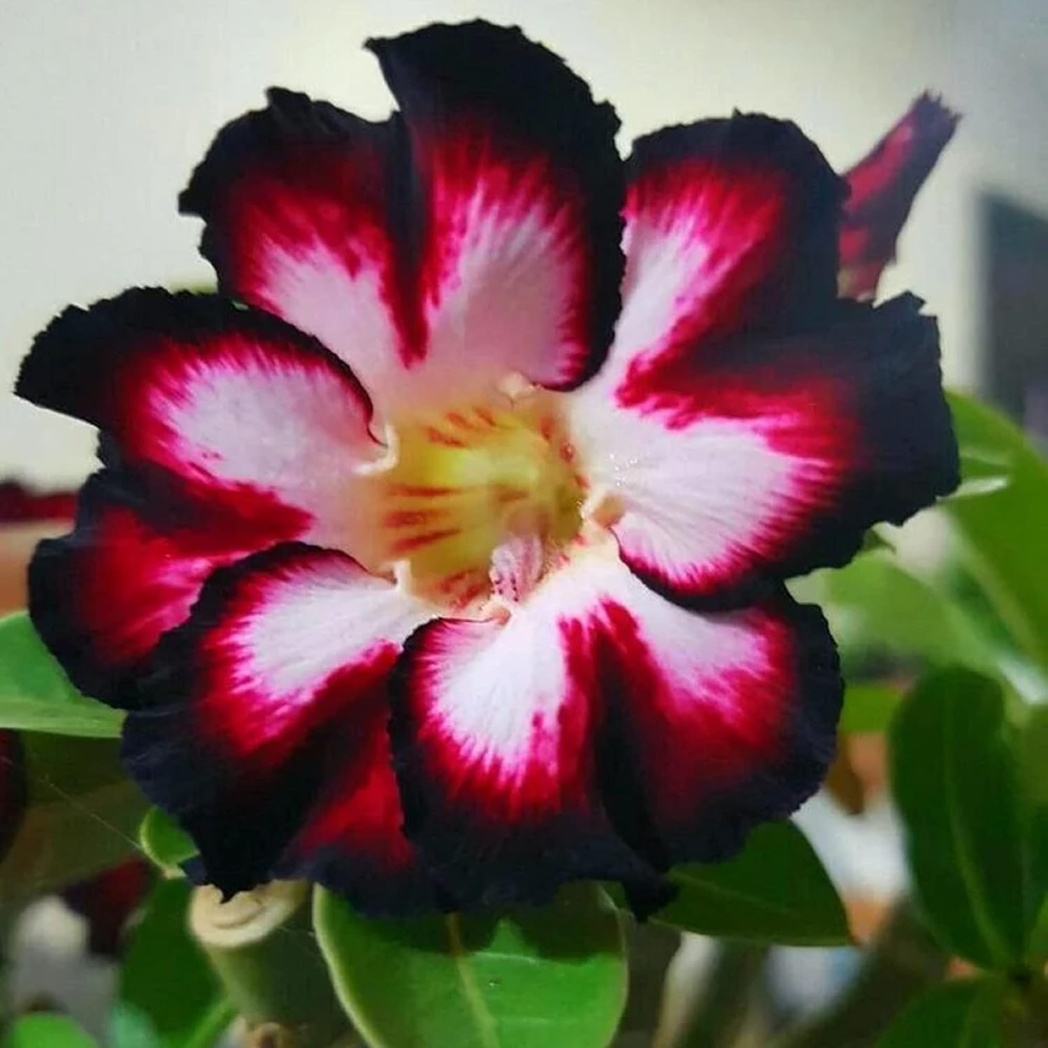 BuggyBeds Desert Rose seeds trumpet blooms for dramatic borders in full sun.