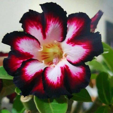 BuggyBeds Desert Rose seeds trumpet blooms for dramatic borders in full sun.