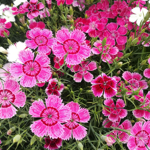 BuggyBeds Dianthus border and container planting for versatile perennial beds and easy upkeep.