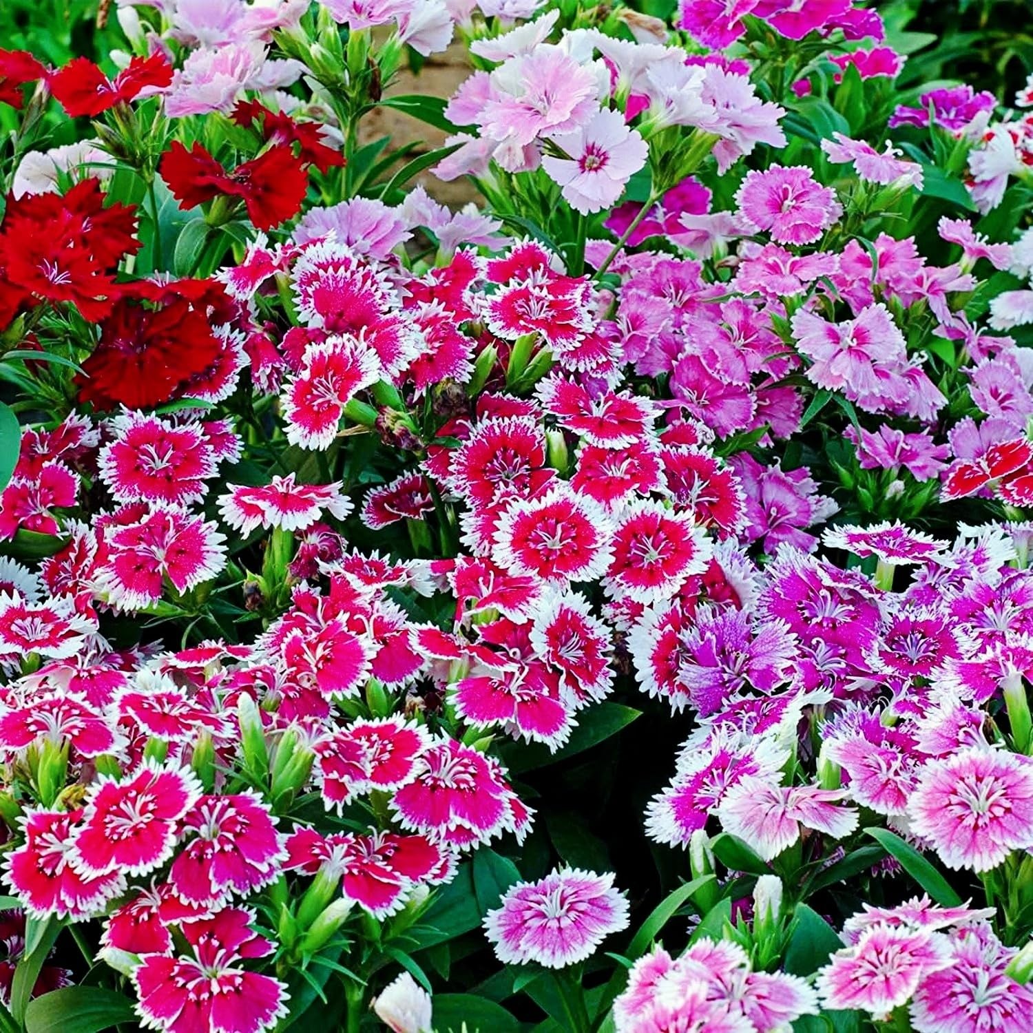 BuggyBeds Dianthus cut flowers ready for fresh bouquets and indoor arrangements.