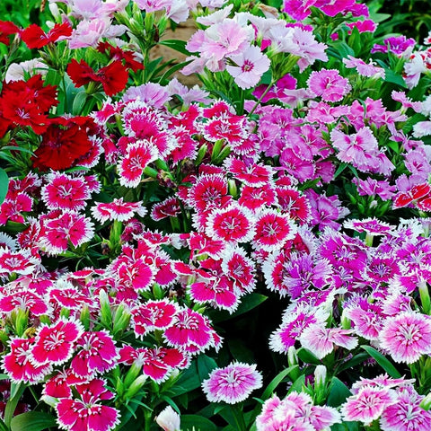 BuggyBeds Dianthus cut flowers ready for fresh bouquets and indoor arrangements.