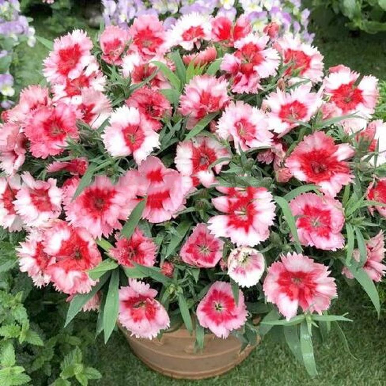 BuggyBeds Dianthus fragrant blooms bringing sweet scent to patios and containers.