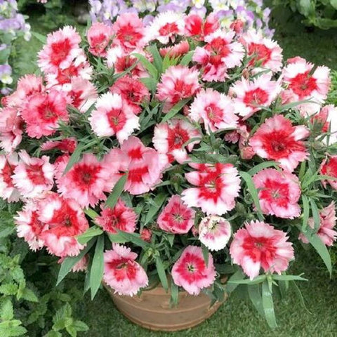 BuggyBeds Dianthus fragrant blooms bringing sweet scent to patios and containers.