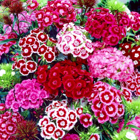 BuggyBeds Dianthus seeds 5000pcs for lush, long-lasting garden coverage and vibrant border displays.