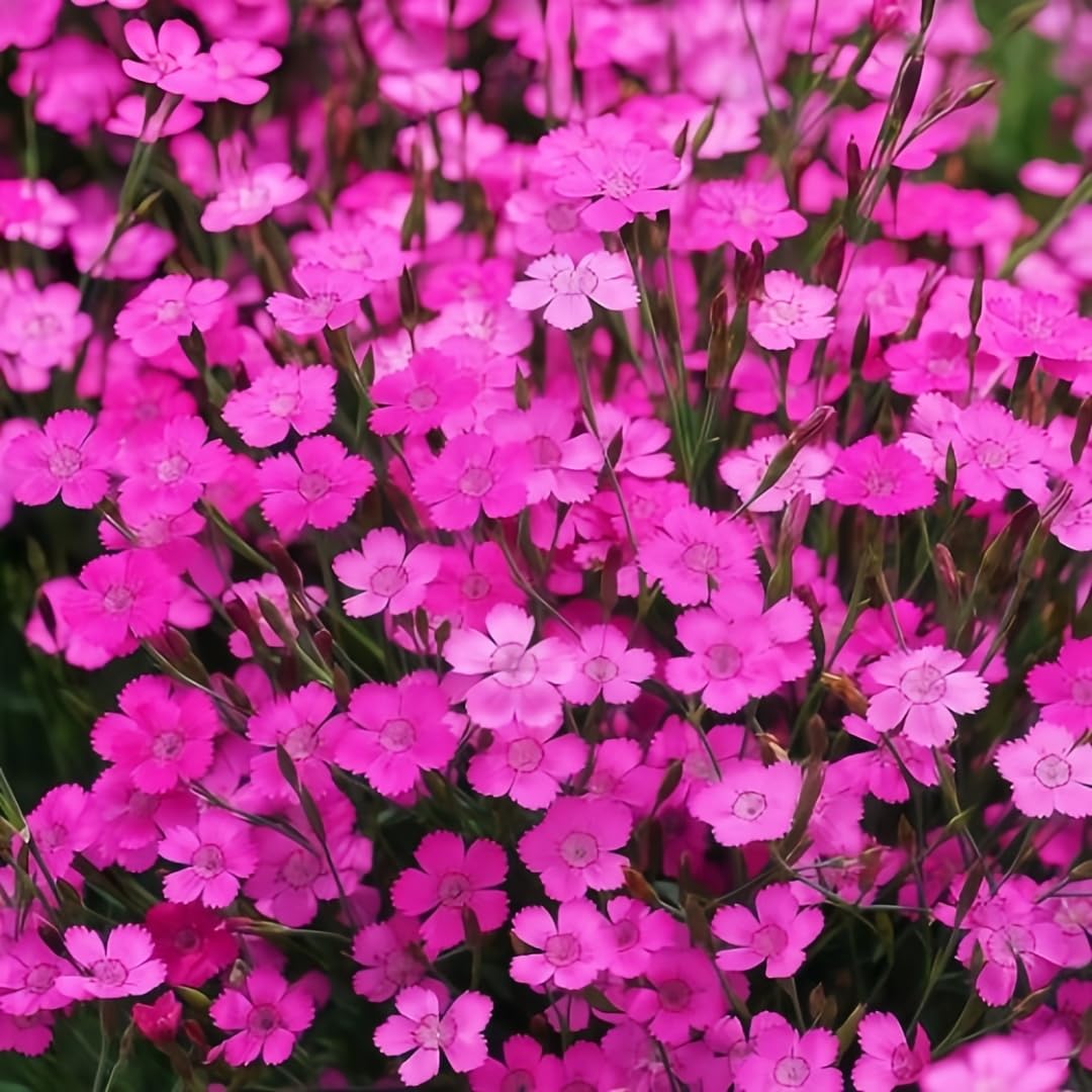BuggyBeds Dianthus Sweetness fragrant blooms closeup adding scent to outdoor spaces