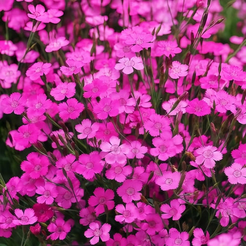 BuggyBeds Dianthus Sweetness fragrant blooms closeup adding scent to outdoor spaces