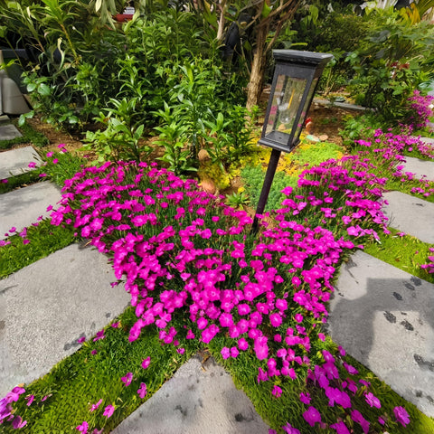BuggyBeds Dianthus Sweetness garden border planting among perennials for texture