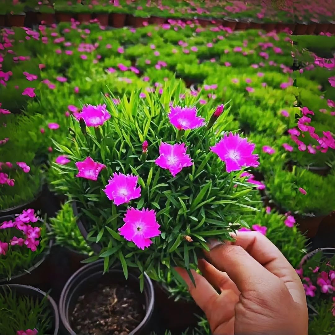 BuggyBeds Dianthus Sweetness long-bloom season brightening sunny borders all season