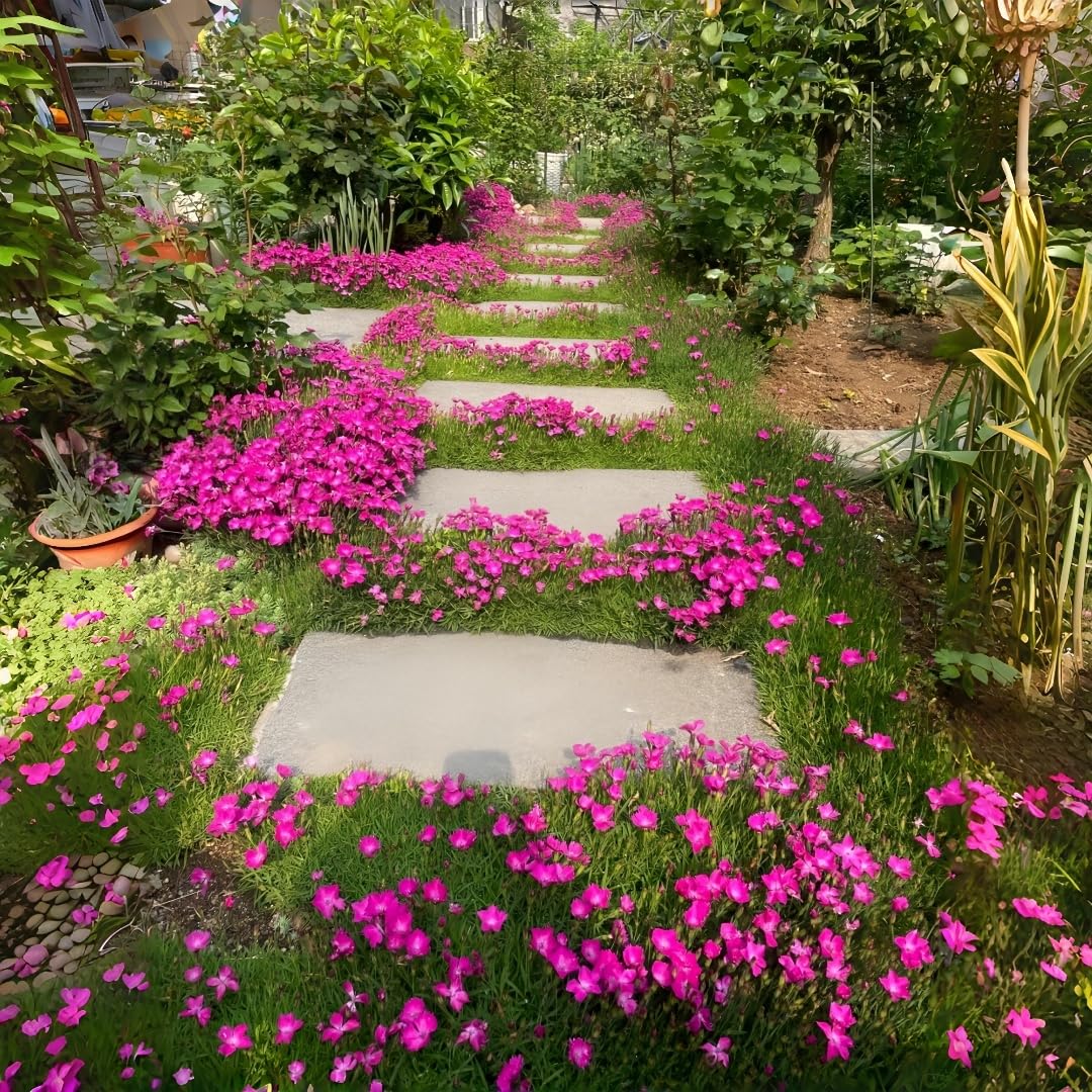 BuggyBeds Dianthus Sweetness attracts butterflies for pollinator-friendly spaces