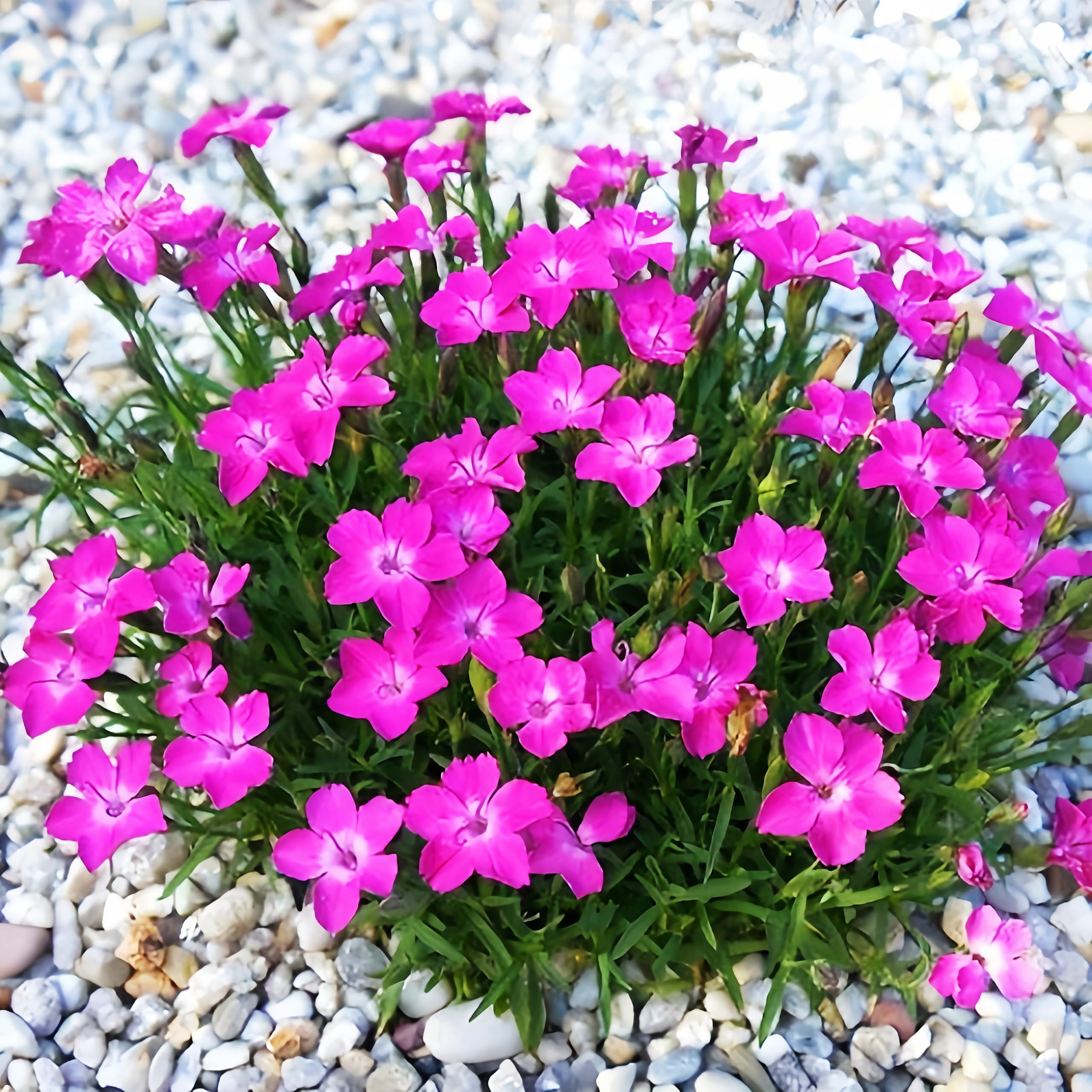 BuggyBeds Dianthus Sweetness seeds pack for vibrant color in beds and borders
