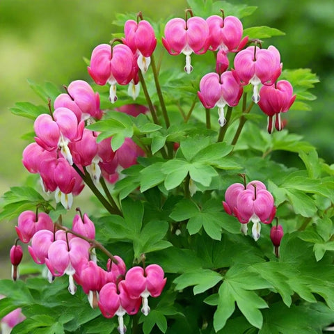 BuggyBeds Dicentra spectabilis heart blooms brighten shaded beds.