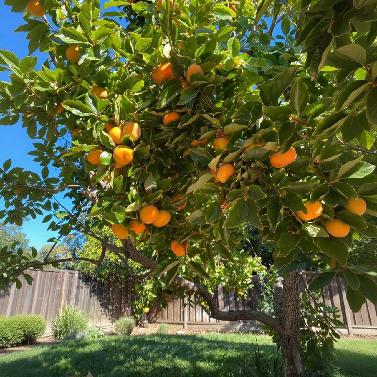 BuggyBeds Diospyros Virginiana seed stratification for cold germination