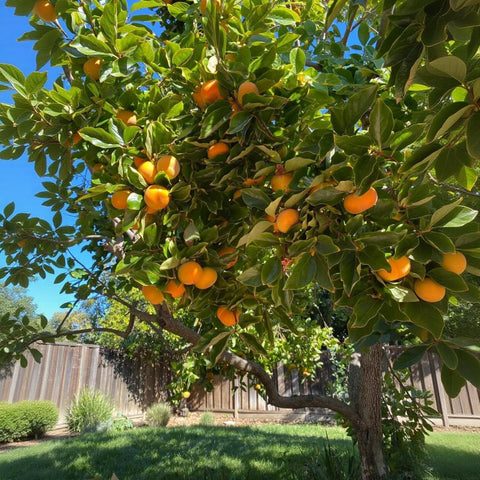 BuggyBeds Diospyros Virginiana seed stratification for cold germination
