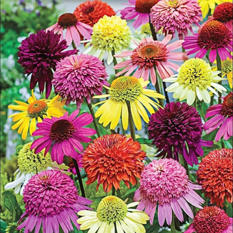 BuggyBeds double echinacea seeds pack ready for a colorful pollinator border