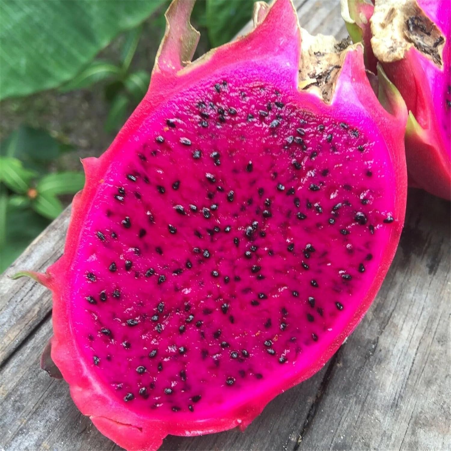 BuggyBeds harvest-ready dragon fruit invites vibrant exotic yields in home gardens