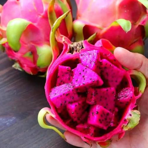BuggyBeds dragon fruit plant in container ready for balcony or patio gardening