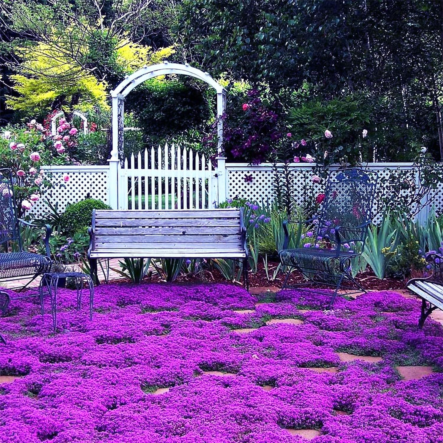 BuggyBeds creeping thyme displays drought-tolerant fragrant leaves in full sun.