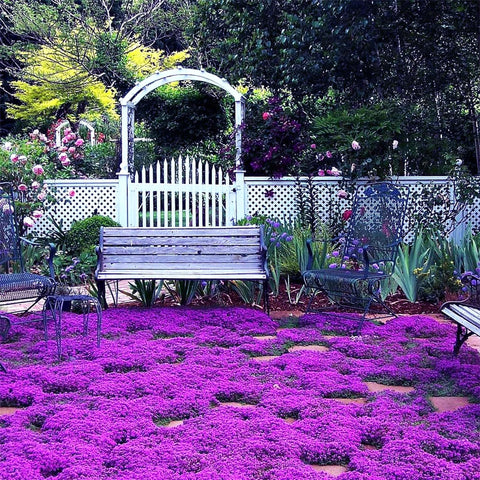 BuggyBeds creeping thyme displays drought-tolerant fragrant leaves in full sun.