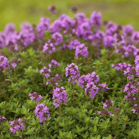 BuggyBeds drought-tolerant ground cover thrives with minimal watering for dry landscapes.