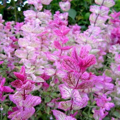 BuggyBeds drought-tolerant sage seeds for a water-wise backyard.