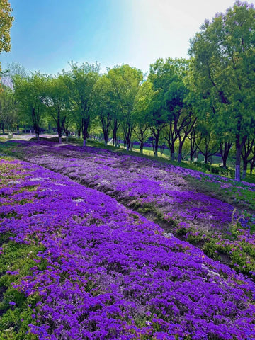 BuggyBeds drought-tolerant thyme growth highlights resilience in sunny spots.