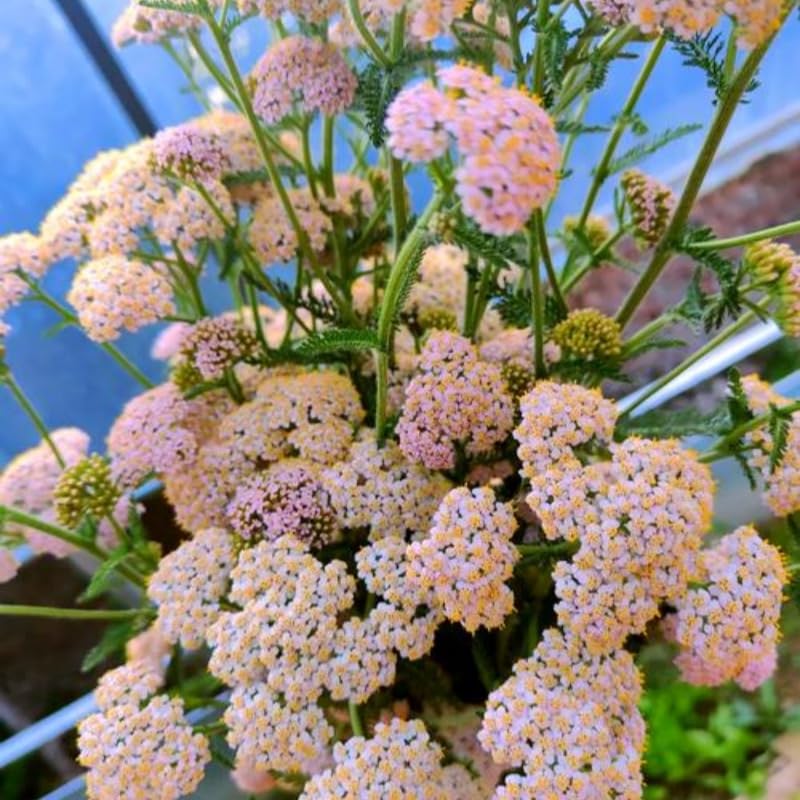 BuggyBeds drought-tolerant yarrow blooms ideal for low-water landscapes.