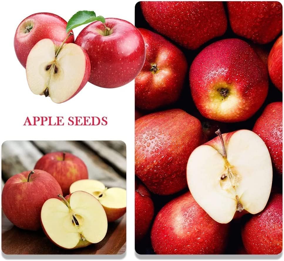BuggyBeds dwarf bonsai seeds apple pack: versatile indoor-outdoor fruiting for fresh snacks