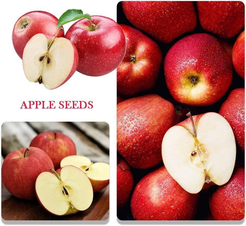 BuggyBeds dwarf bonsai seeds apple pack: versatile indoor-outdoor fruiting for fresh snacks
