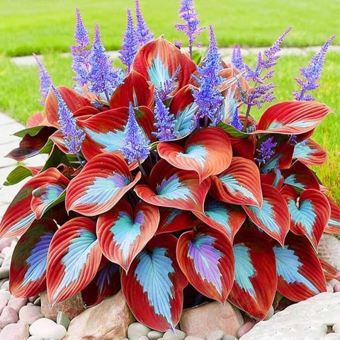 BuggyBeds disease-resistant hosta seeds promote healthy growth in shade.