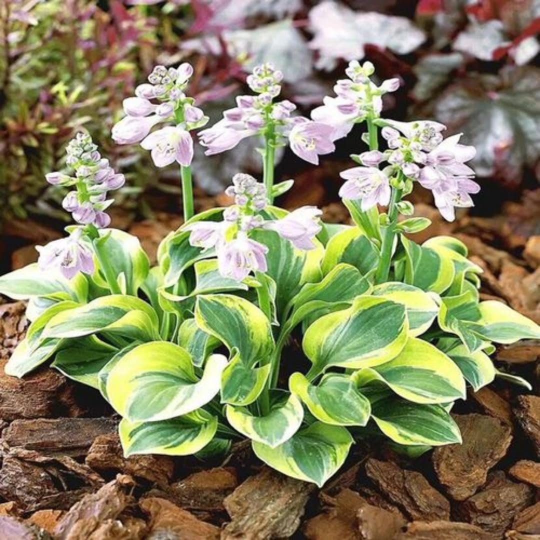 BuggyBeds gift-ready pack featuring 300 seeds for garden lovers.