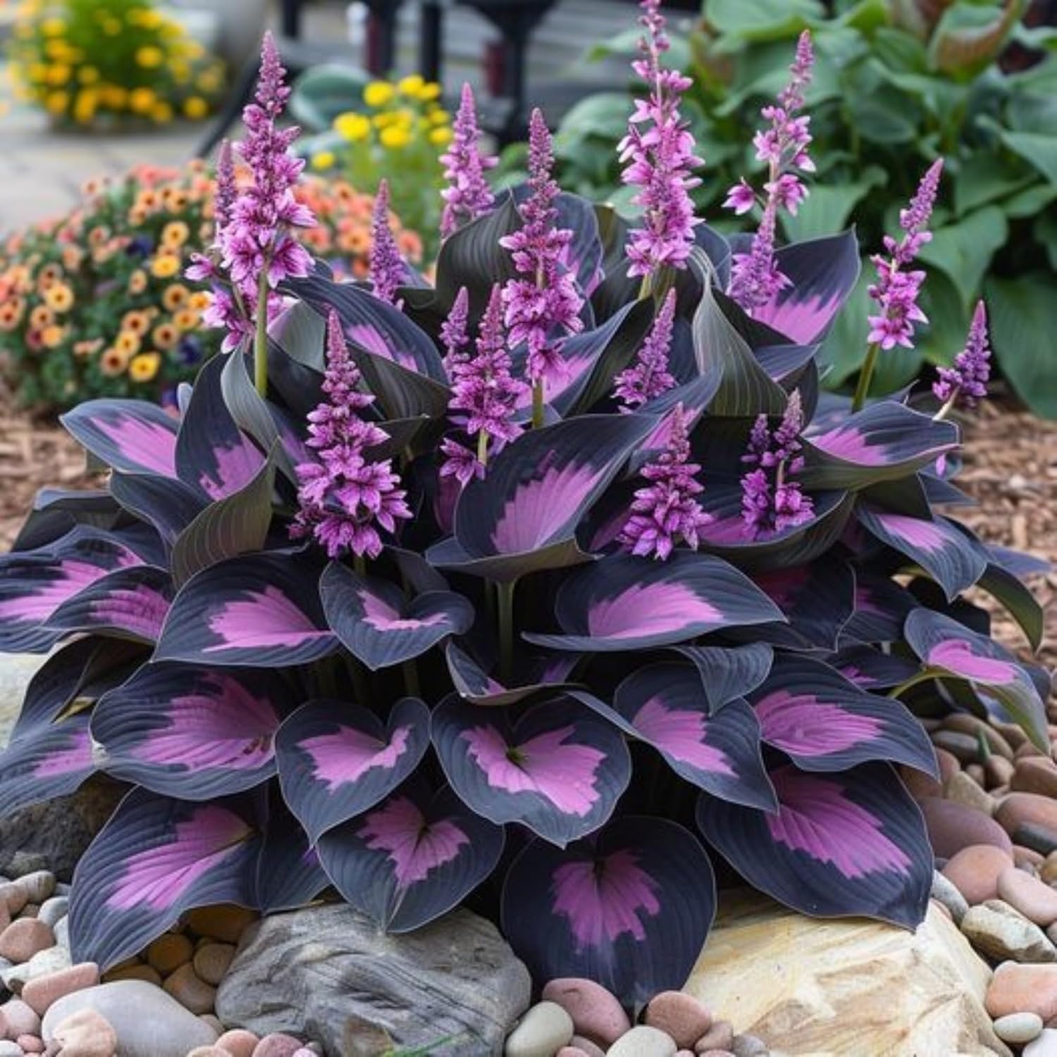 BuggyBeds ornamental foliage with dwarf hosta seeds adds texture in pots.