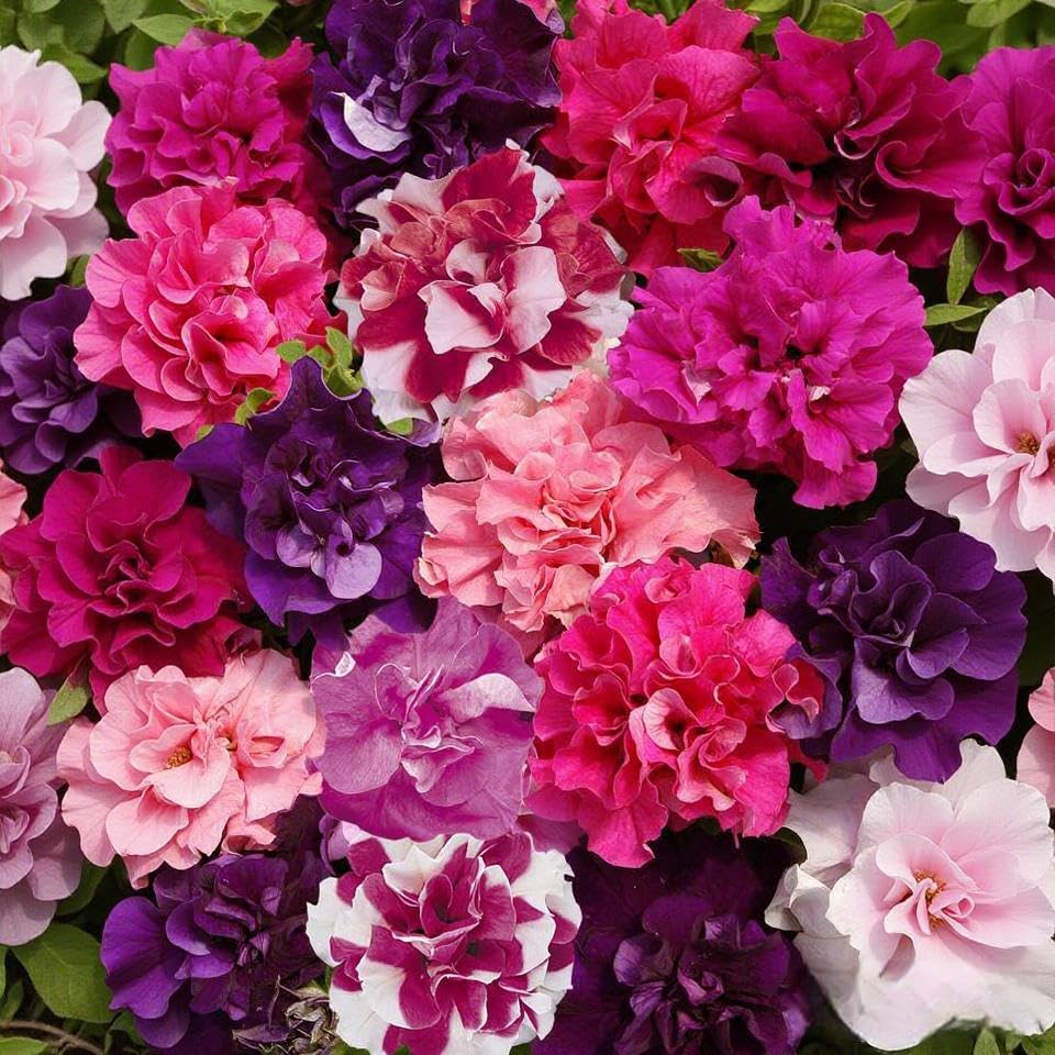 BuggyBeds dwarf petunia seeds bloom closeup show petals and color variety