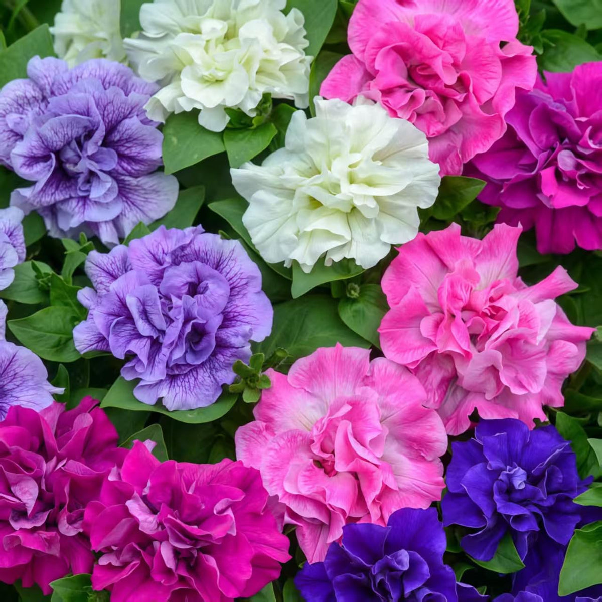 BuggyBeds dwarf petunia seeds mixed colors for vibrant containers