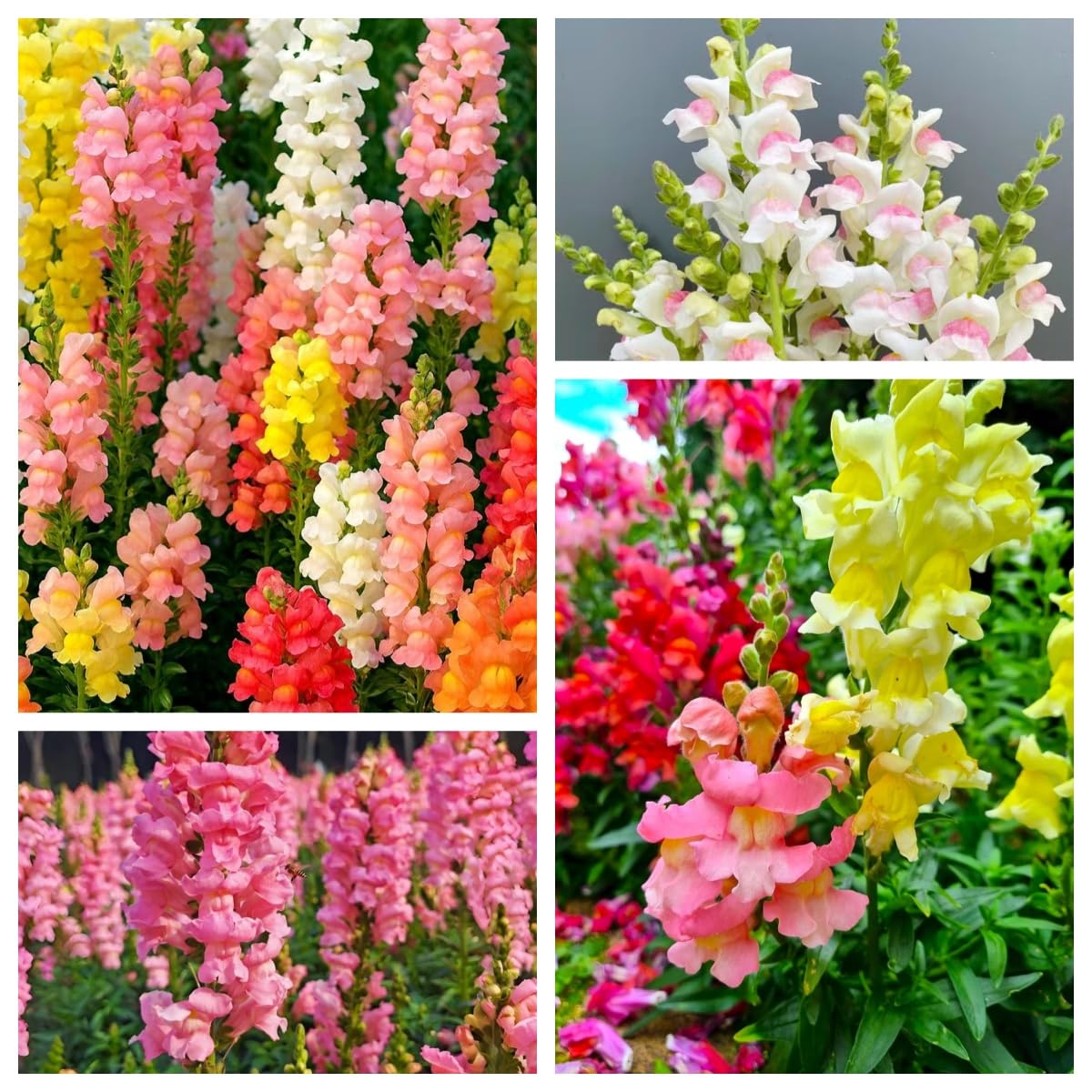 BuggyBeds dwarf snapdragon color display brightens window boxes and balconies.