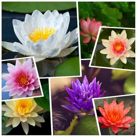 BuggyBeds easy-grow lotus seeds, ideal for beginners in water features.