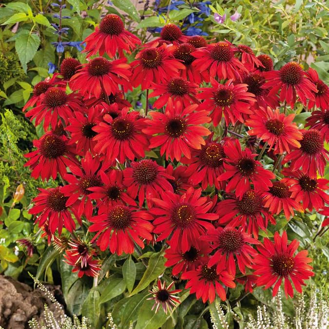 BuggyBeds echinacea purpurea seed packaging; open-pollinated variety for reliable growth.