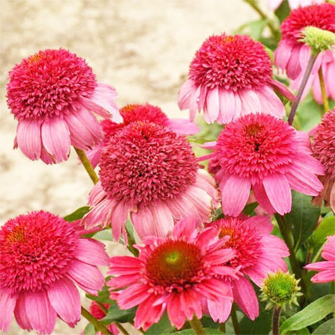 BuggyBeds echinacea seeds for hardy, low-maintenance perennial blooms