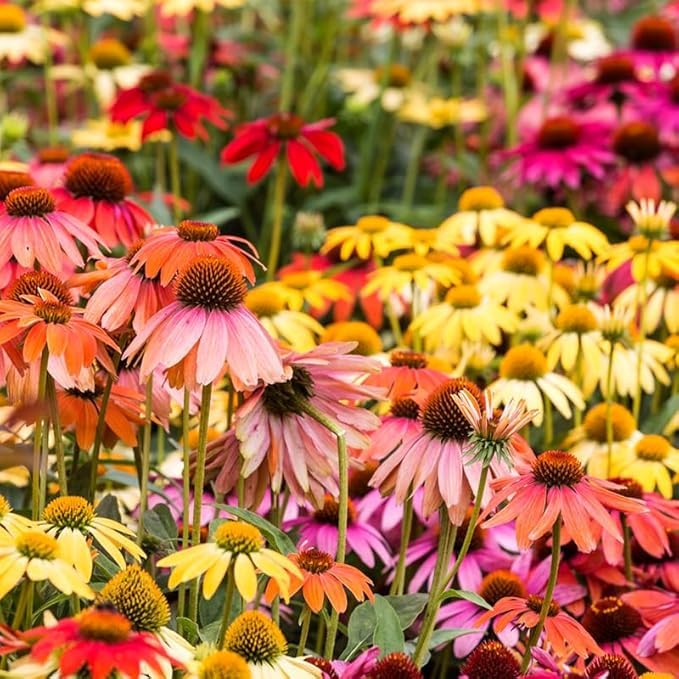 BuggyBeds echinacea seeds for vibrant, pollinator-friendly long-blooming borders