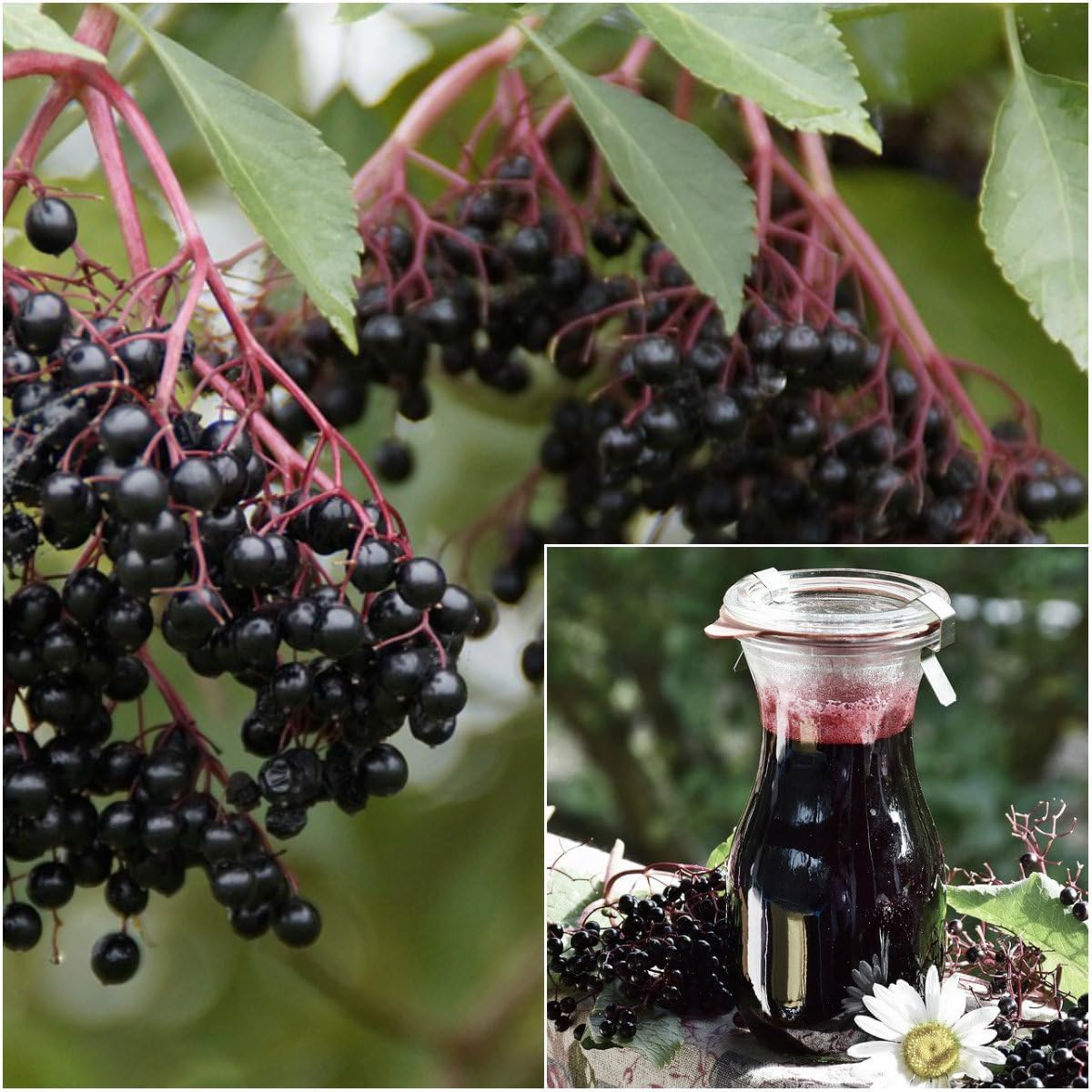 BuggyBeds elderberry seeds close-up, ideal for a diverse garden mix.