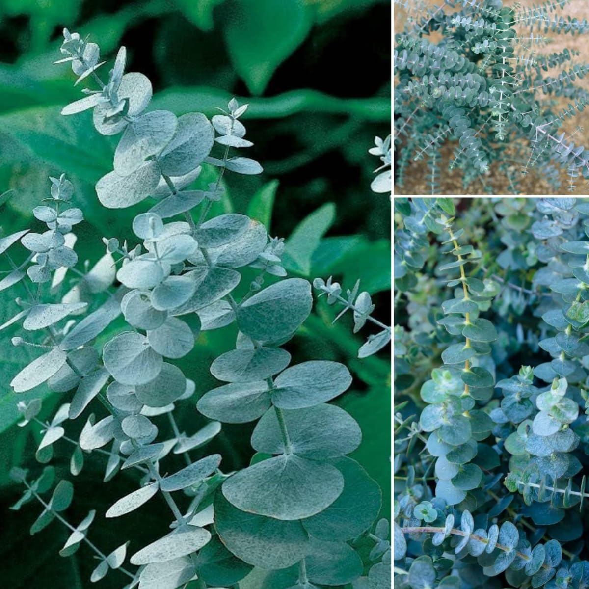 BuggyBeds eucalyptus seeds pack close-up for home gardening and fragrant foliage.
