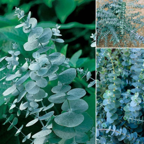 BuggyBeds eucalyptus seeds pack close-up for home gardening and fragrant foliage.